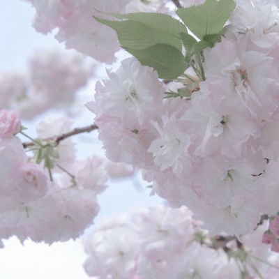 石楼FurryQQ群介绍